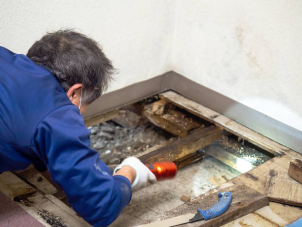 Best Post-Flood Mold Remediation in North Key Largo, FL